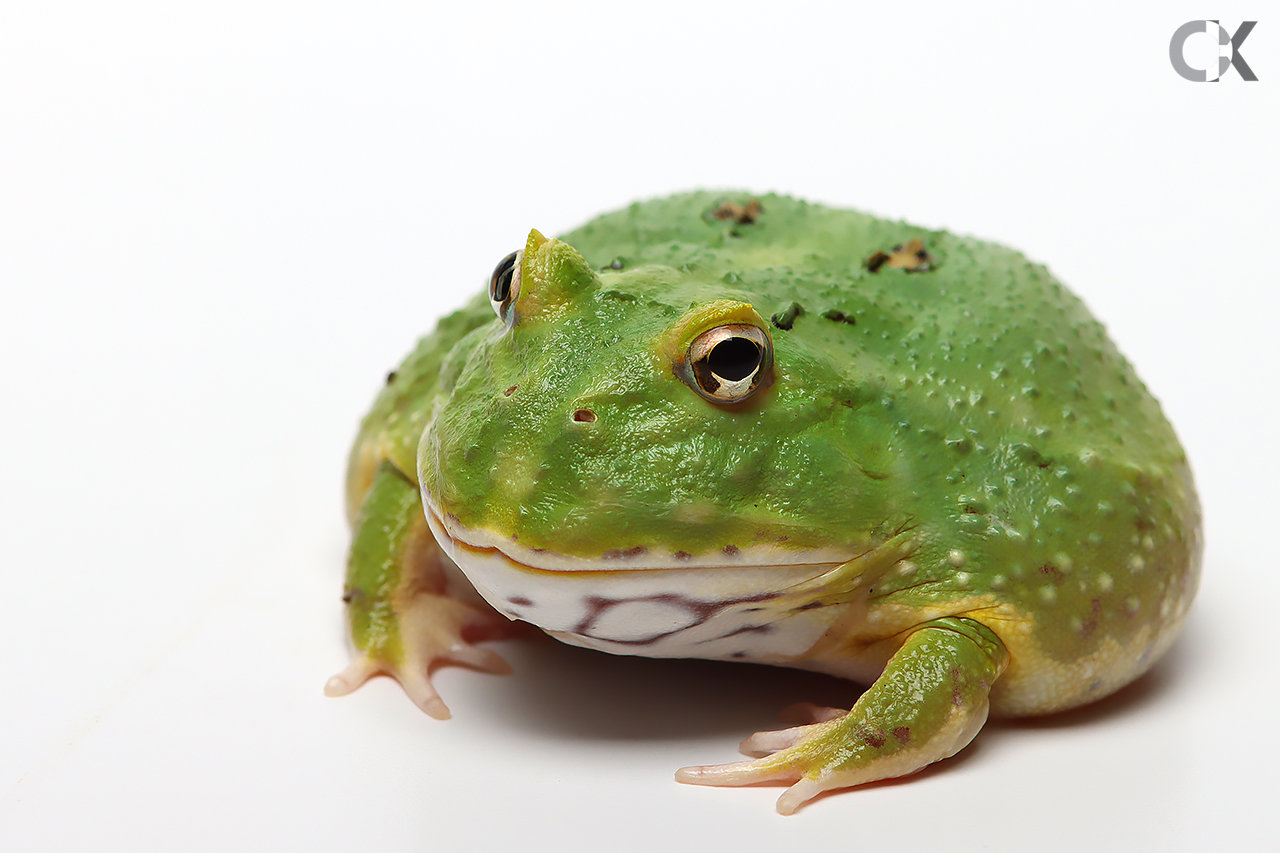 Ceratophrys cranwelli - Cranwelli Schmuckhornfrosch "matcha"