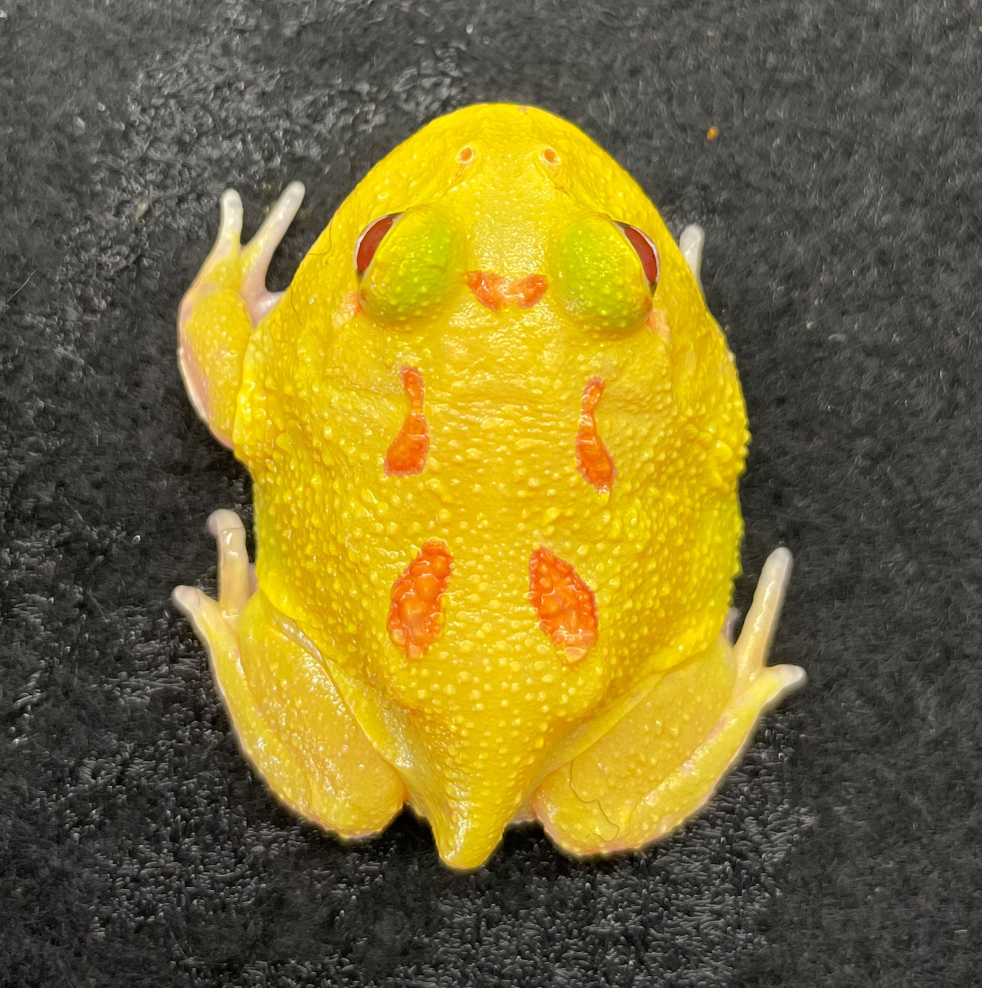 Ceratophrys cranwelli - Cranwelli Schmuckhornfrosch "pikachu"