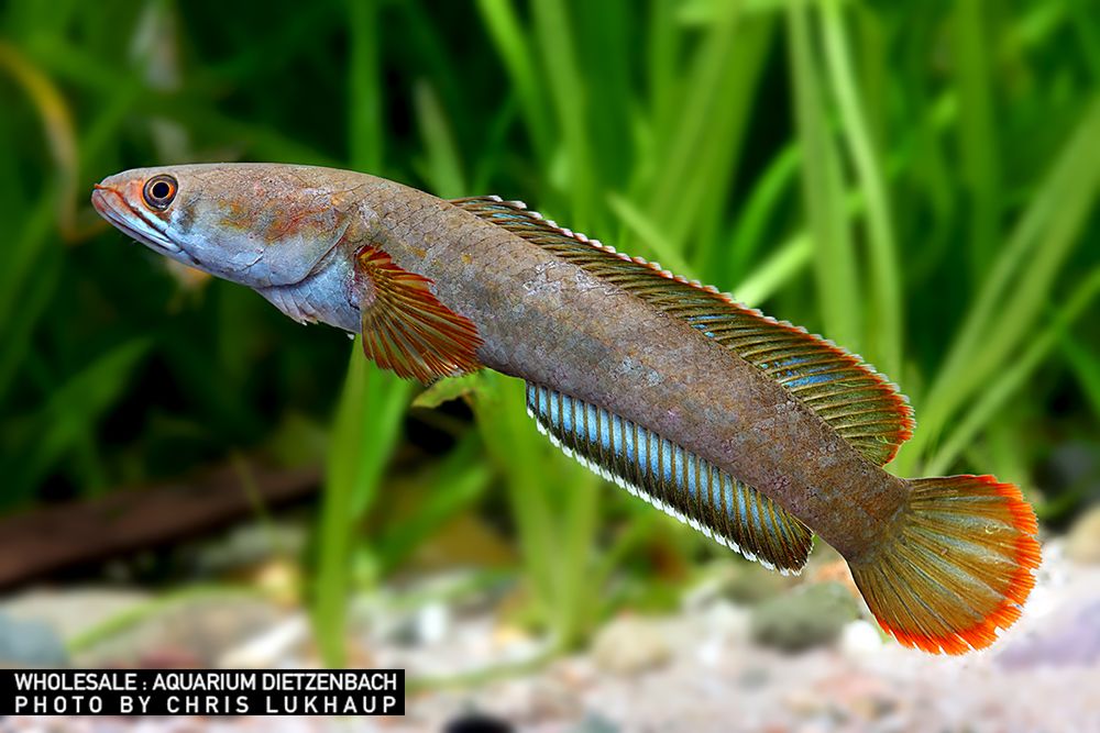 Channa nachi - Farham's Snakehead