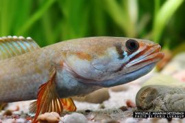 Channa nachi - Farham's Snakehead