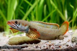 Channa nachi - Farham's Snakehead