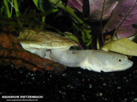 Chelodina siebenrocki