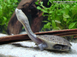 Chelodina siebenrocki