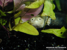 Chelodina siebenrocki