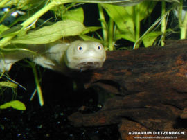 Chelodina siebenrocki