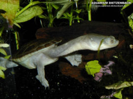 Chelodina siebenrocki - Schlangenhals Schildkröte