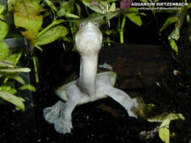 Chelodina siebenrocki