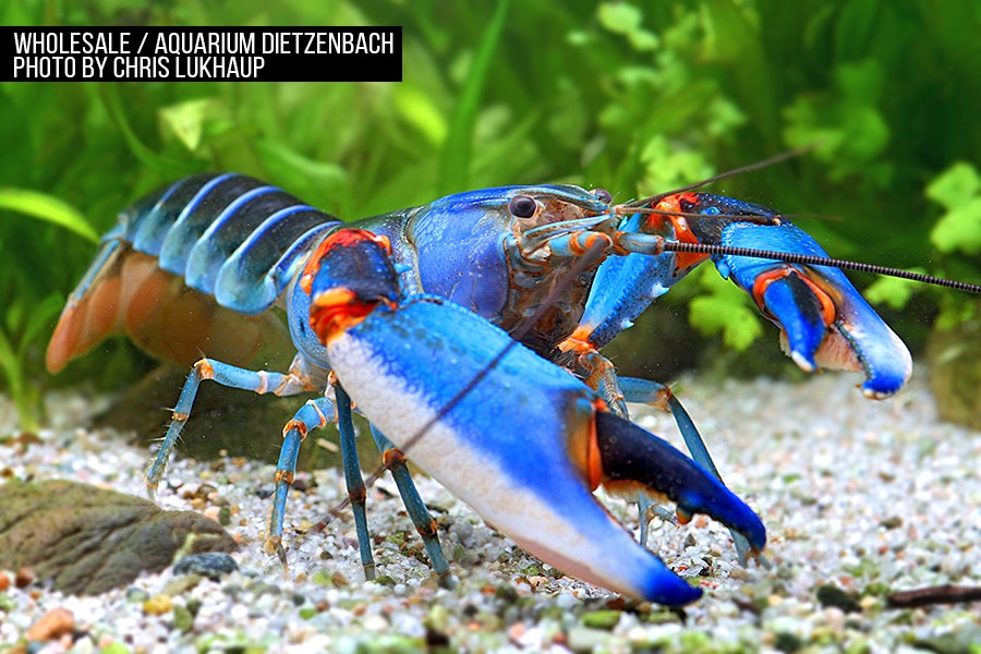 Cherax alyciae - blue kong blue claw