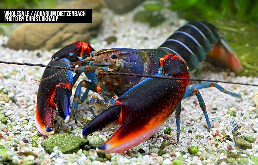 cherax alyciae - blue kong red claw