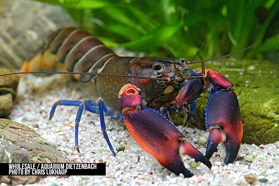 Cherax boesemani - "Kambuaya Creek red claw" Krebs