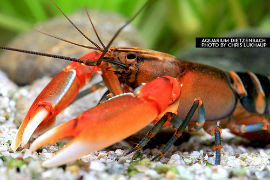 Cherax cf. peknyi - red claw zebra Krebs