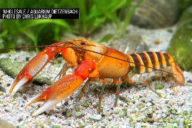 Cherax cf. peknyi - red claw zebra Krebs