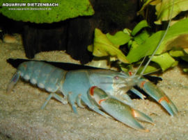 Cherax destructor - Blauer Hummer Yabby