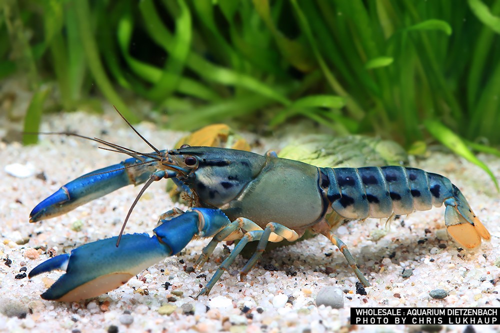 Cherax misolicus - Misool Flusskrebs