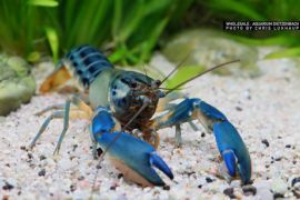 Cherax misolicus - Misool Flusskrebs