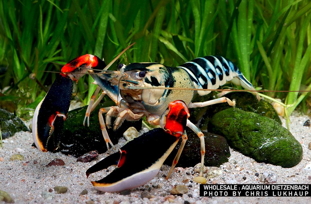 Cherax nigli - Krebs "peacock"