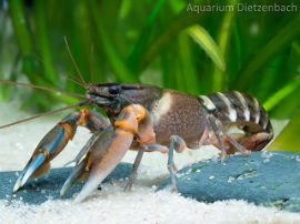 Cherax peknyi - Zebra Zwergkrebs