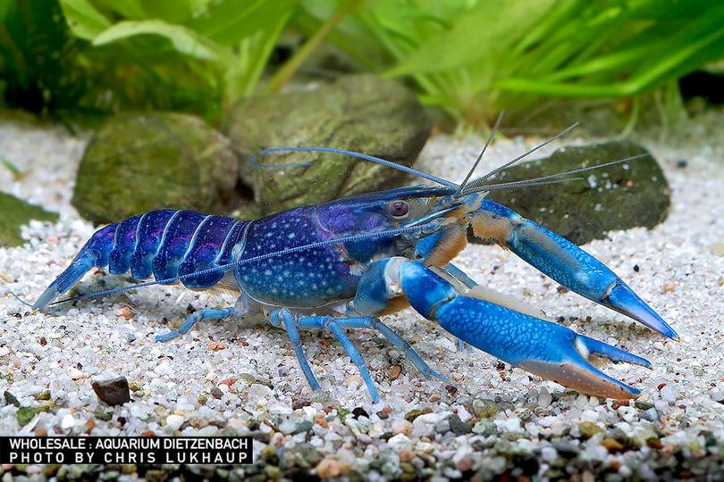 Cherax quadricarinatus - Krebs "Red claw blue moph"