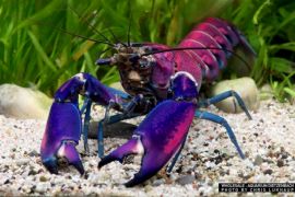 Cherax sp. - Krebs "purple snakeskin tricolor"