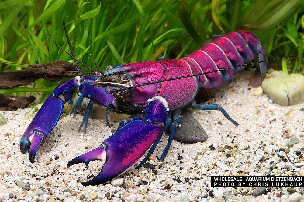 Cherax sp. - Krebs "purple snakeskin tricolor"
