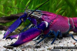 Cherax sp. - Krebs "purple snakeskin tricolor"