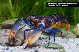 Cherax spec. - Blue Marble Neuguinea