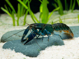 Cherax spec. - blue moon Zwergkrebs