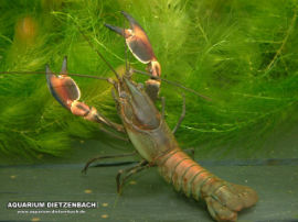 Cherax spec. - Ayamaru