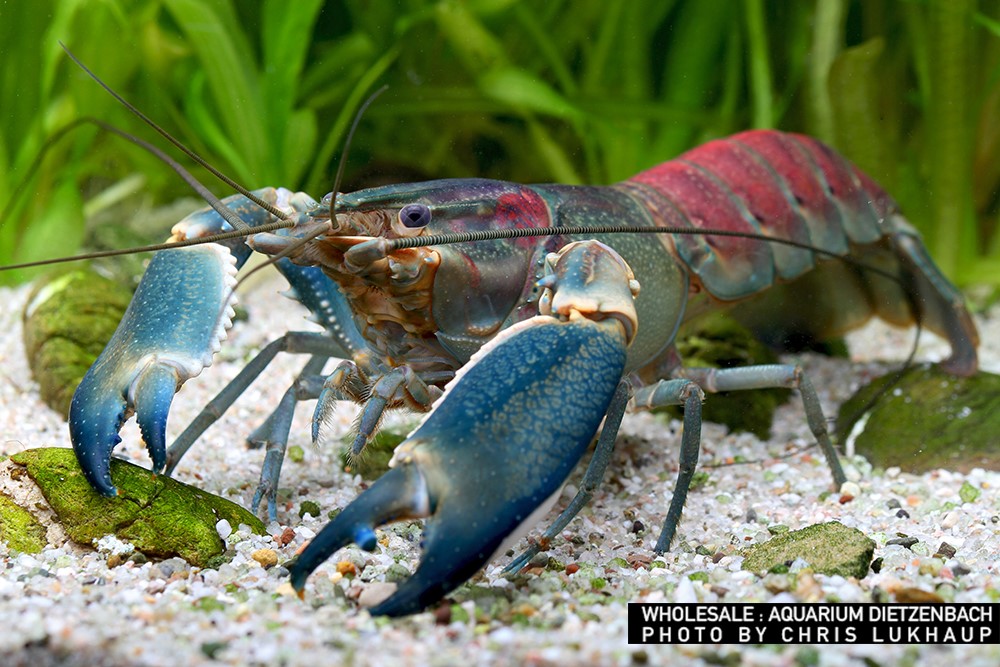 Cherax cf. bosemani - "blue brick" Krebs