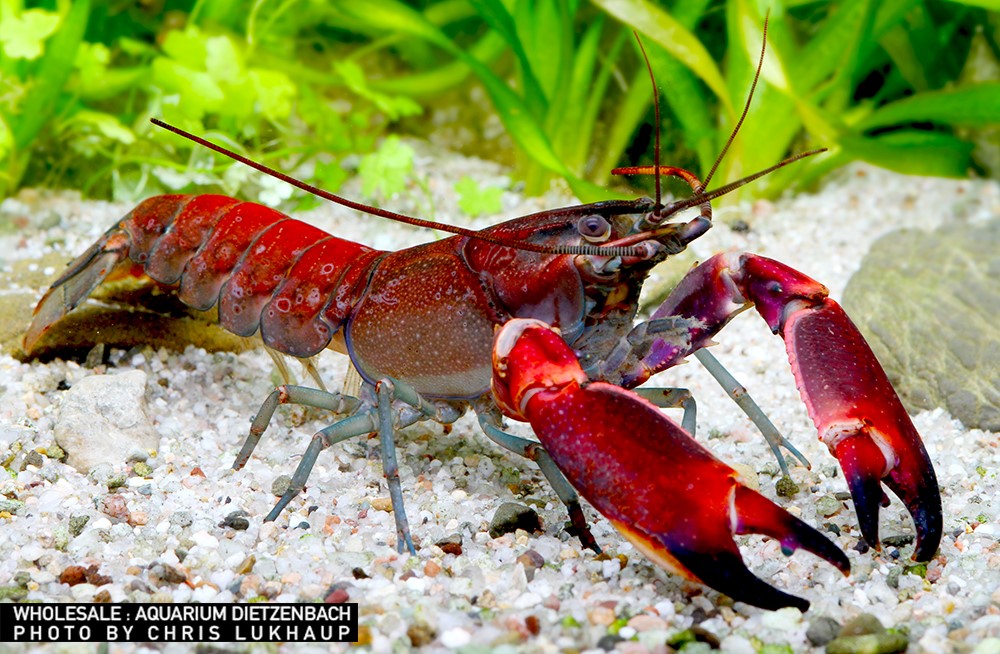 Cherax wagenknechtae - Krebs "red brick"