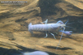 Cherax tenuimanus - Metallicblauer Hummer