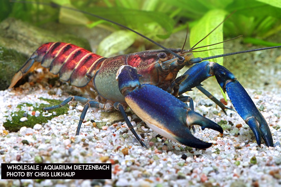 Cherax warsamsonicus - Krebs "Pink coral" 