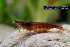 Neocaridina davidi - Zwerggarnele "Chocolate Fire" 