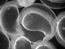 Chromobotia macracanthus - Prachtschmerle