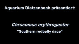 Chrosomus erythrogaster - Southern redbelly dace