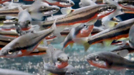 Chrosomus erythrogaster - Southern redbelly dace