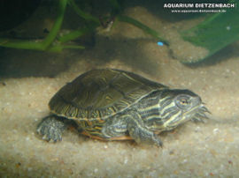Chrysemys picta belli