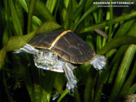Chrysemys picta dorsalis - Südliche Zierschildkröte