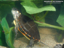 Chrysemys picta picta