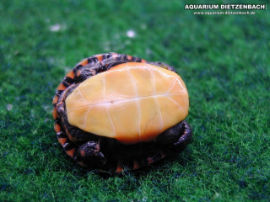 Chrysemys picta picta