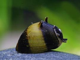 Clithon corona - Zweifarbige Geweihschnecke