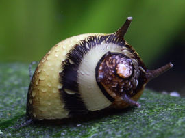 Clithon corona - Zweifarbige Geweihschnecke