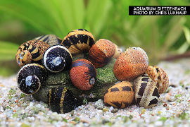 Clithon sowerbianum - Geweihschnecke