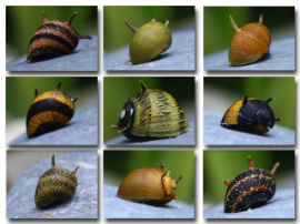 Clithon sowerbyana - Bunte Geweihschnecke
