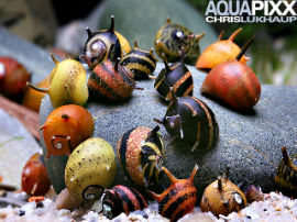 Clithon sowerbyana - Bunte Geweihschnecke