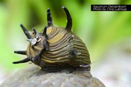 Clithon subgranosa - Geweihschnecke "Sun"
