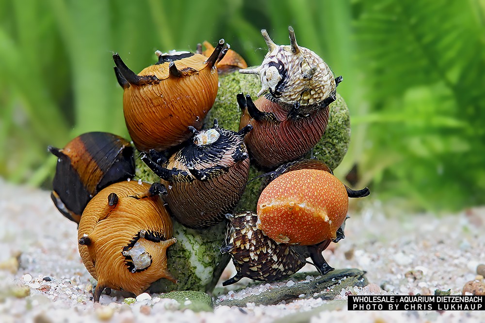 Clithon subgranosa - Geweihschnecke "Sun"
