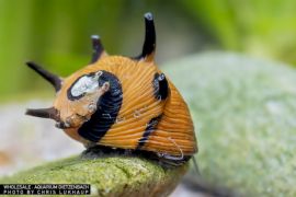 Clithon subgranosa - Geweihschnecke "Sun"