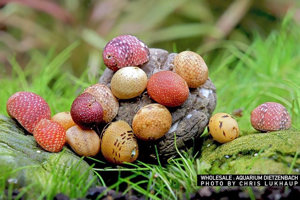 Clithon sp. -  Geweihschnecke "Pink und yellow Lady"