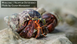 Coenobita perlatus - Landeinsiedler Erdbeer Black